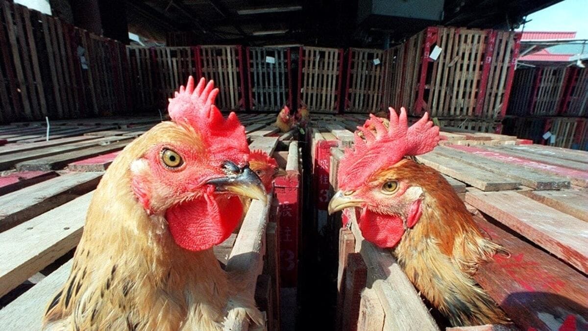 Aviaria può diventare pandemia? Arduini: “Il potenziale c'è ma il rischio è contenuto” 11