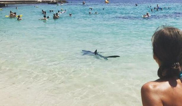Allarme squali nel Mediterraneo come non mai: possiamo fare il bagno, sì o no? 11