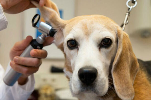 Bonus animali domestici 2023: in cosa consiste, beneficiari e come ottenerlo 3