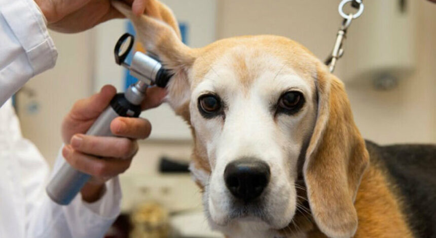 Bonus animali domestici 2023: in cosa consiste, beneficiari e come ottenerlo 1