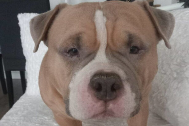 Vicina sta per partorire sulle scale: ecco come il cane Booba fa partire i soccorsi 15