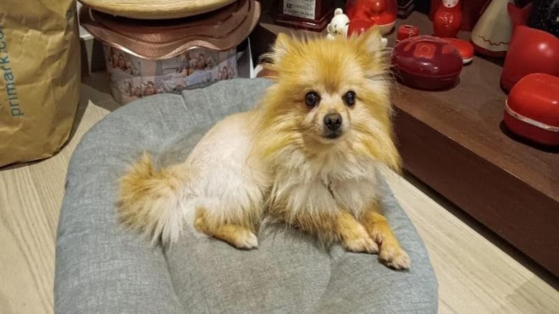 I ladri hanno restituito il cane alla bimba disabile: "Per lei è come un fratello" 3