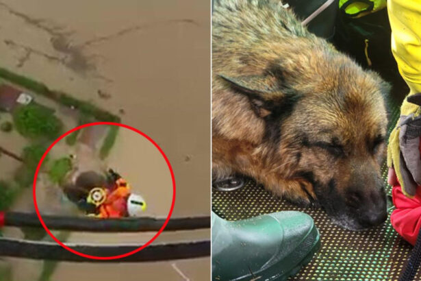 "Salvate prima il mio cane": la richiesta commovente di un anziano ai Vigili del Fuoco 67