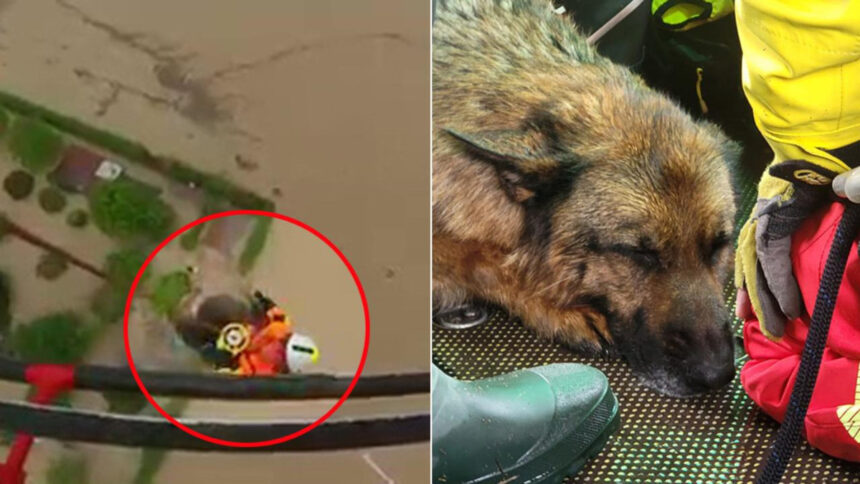 "Salvate prima il mio cane": la richiesta commovente di un anziano ai Vigili del Fuoco 1