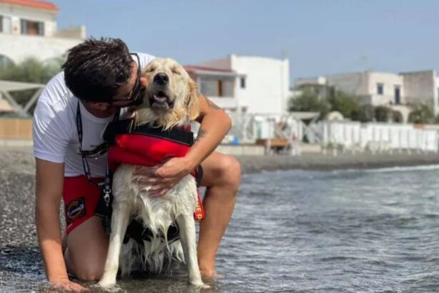 Cani bagnino, gli eroi che hanno salvato 5 vite nel Cilento. Chi sono e come fanno 8