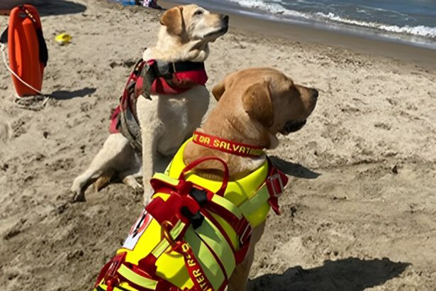 Cani bagnini salvano due persone che stavano per annegare: "Perla e Argo sono i nostri eroi" 9