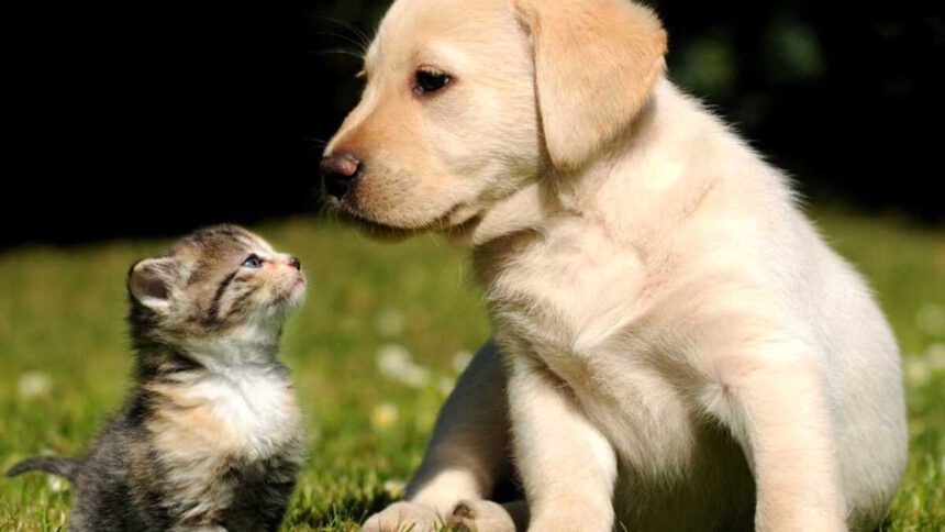 Galateo per i proprietari di cani in un condominio, 7 regole da rispettare per il quieto vivere 1