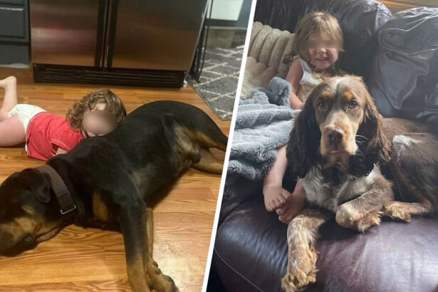 "Addormentata addosso al suo cane mentre l'altro le fa la guardia": ritrovata bimba scomparsa 10