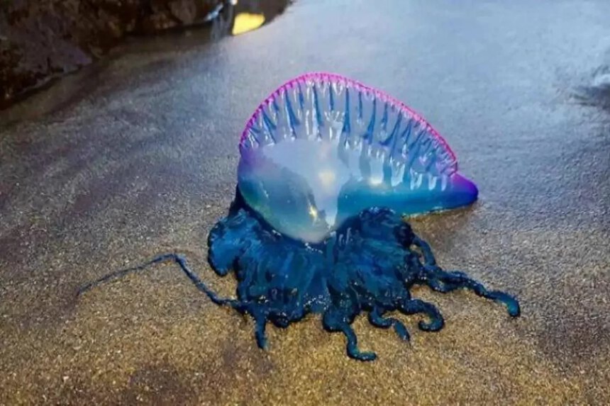 Caravella portoghese: la medusa killer arriva nel Mediterraneo. Cos’è e perché può essere letale 2 Caravella portoghese: la medusa killer arriva nel Mediterraneo. Cos’è e perché può essere letale 1