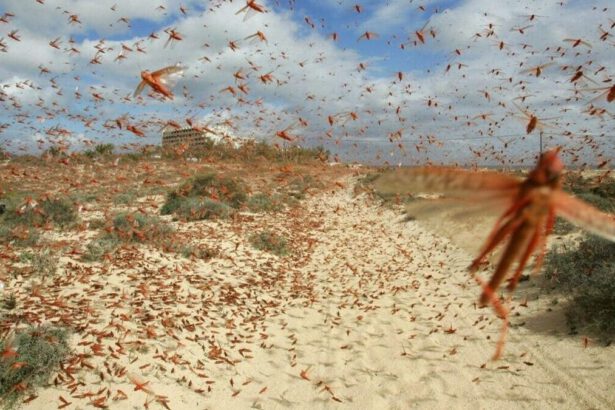 Sardegna invasa dalle cavallette: “Divorano i raccolti ma il Governo non interviene” 5