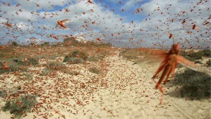Sardegna invasa dalle cavallette: “Divorano i raccolti ma il Governo non interviene” 1