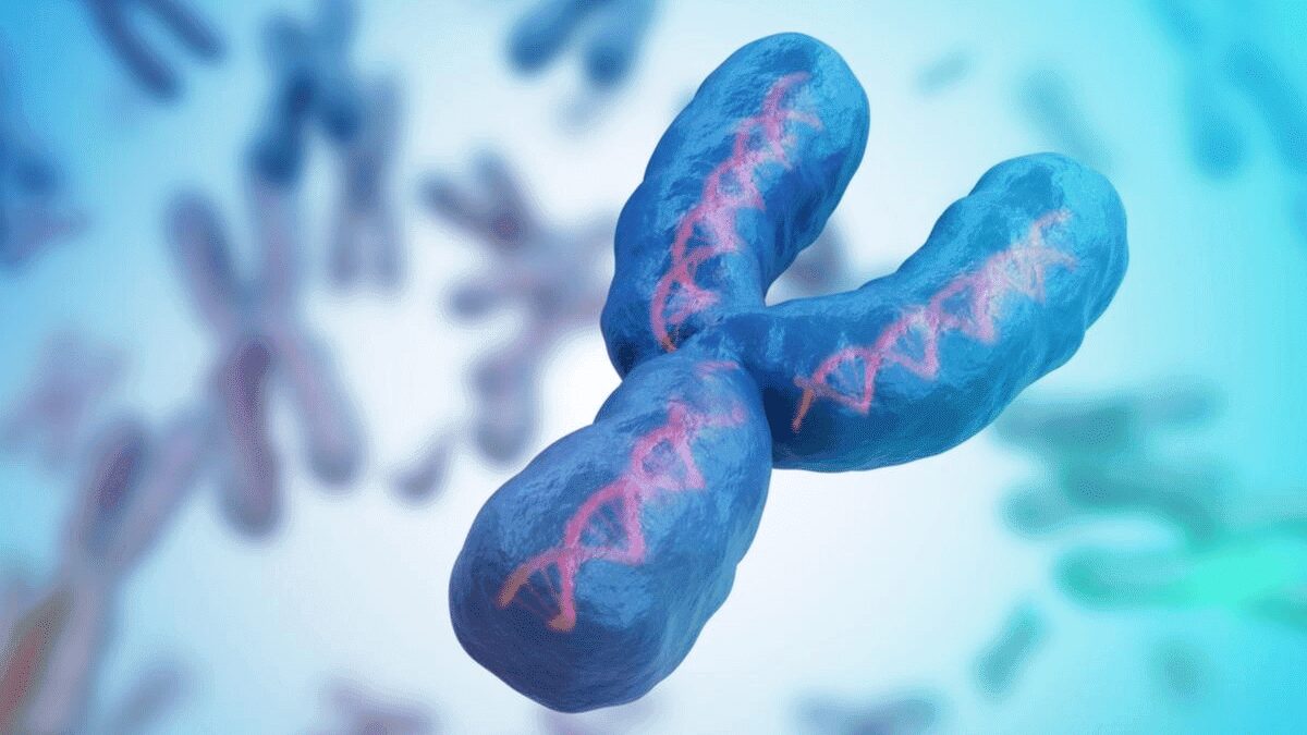 Addio al cromosoma Y: si verificherà l'estinzione maschile? 15