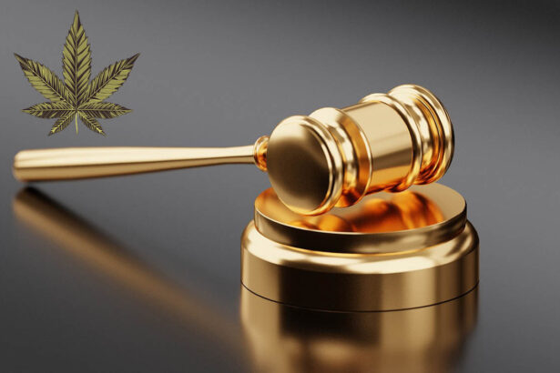 Tar sospende decreto sulla 'light': "Sì ai prodotti al Cbd, non provato pericolo di dipendenza" 5