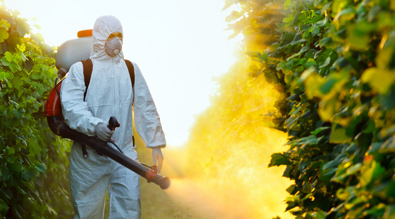 Disinfestazione, perché agire nel periodo estivo? 1