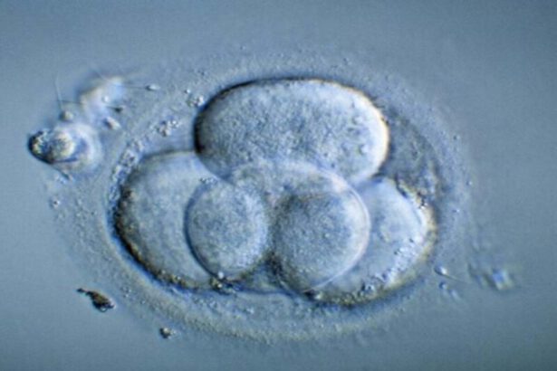 Embrioni sintetici con cellule staminali: riusciranno a prevenire malattie genetiche 9