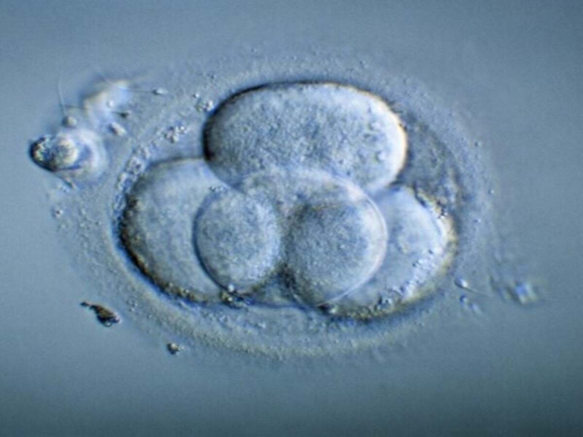 Embrioni sintetici con cellule staminali: riusciranno a prevenire malattie genetiche 15