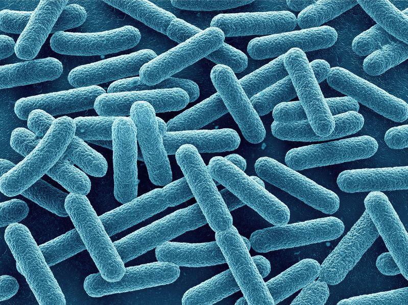 Escherichia Coli, stop alla balneazione in Riviera: cos'è, sintomi e rischi 3 Escherichia Coli: cos'è, sintomi e incubazione