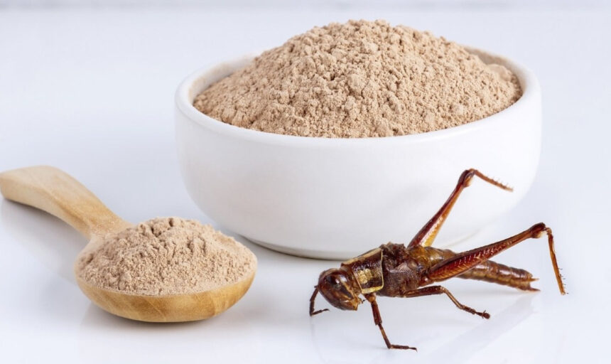 Farina di grillo: perché scegliere il tanto criticato prodotto a base di insetti? 1