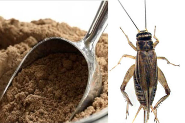 Farina di grillo nei supermercati italiani, poi tocca alle larve di verme 15