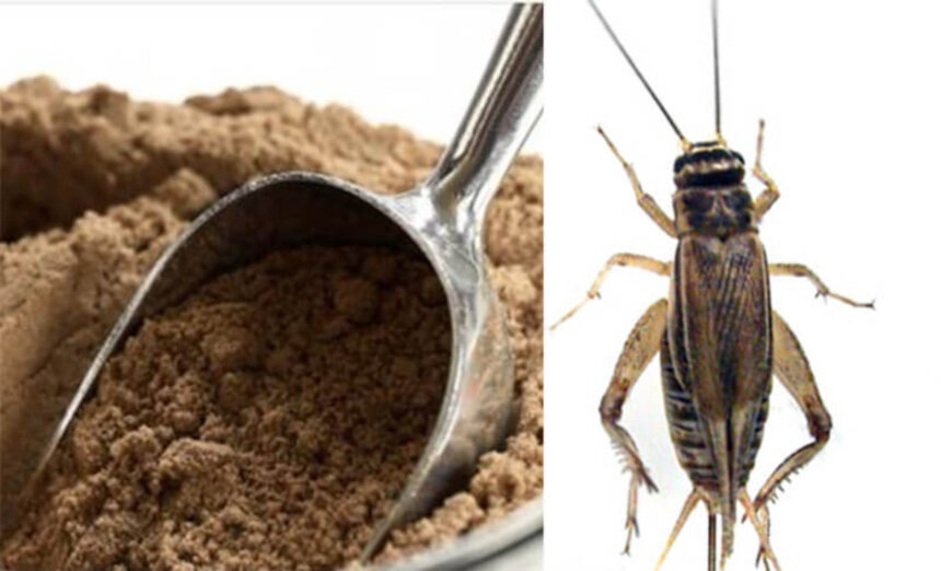 Farina di grillo nei supermercati italiani, poi tocca alle larve di verme 2 Farina di grillo nei supermercati italiani, poi tocca alle larve di verme 1