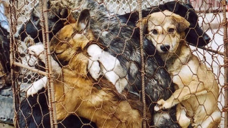 Festival di Yulin in Cina, salvati solo 386 cani su migliaia: “Fermiamo l’orrore” 3