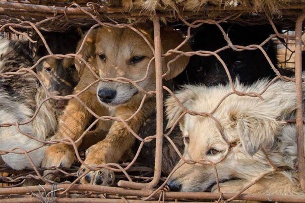 Festival di Yulin in Cina, salvati solo 386 cani su migliaia: “Fermiamo l’orrore” 14