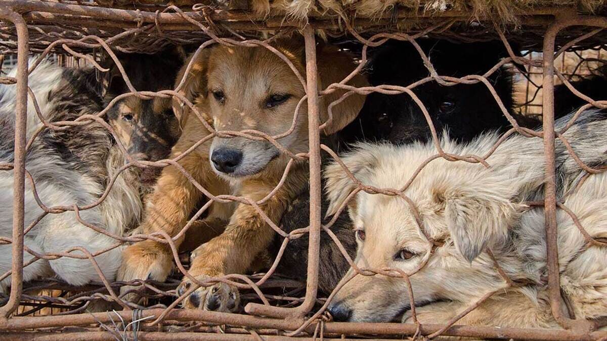 Festival di Yulin in Cina, salvati solo 386 cani su migliaia: “Fermiamo l’orrore” 17