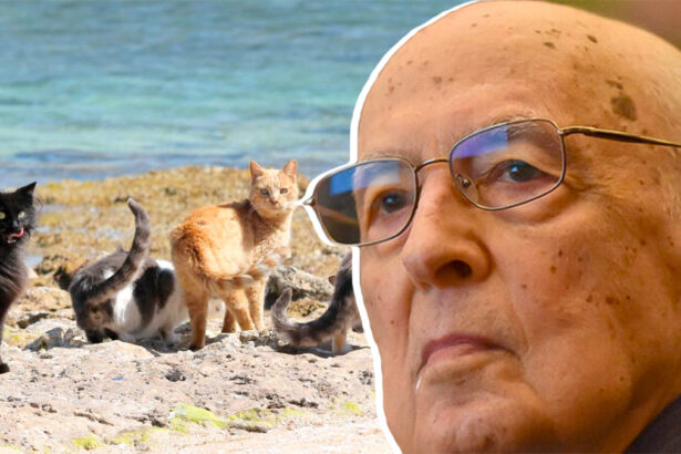 Napolitano inedito: "Gattaro, salvò l'oasi felina di Su Pallosu che oggi vive grazie a lui" 15
