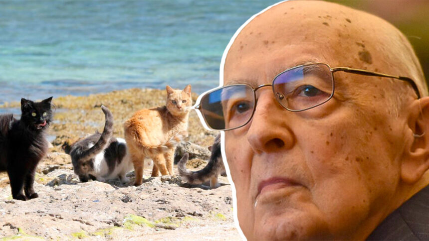 Napolitano inedito: "Gattaro, salvò l'oasi felina di Su Pallosu che oggi vive grazie a lui" 1