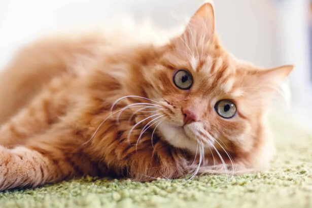 Un gene nel DNA renderebbe i gatti arancioni, la scoperta dopo 60 anni 9