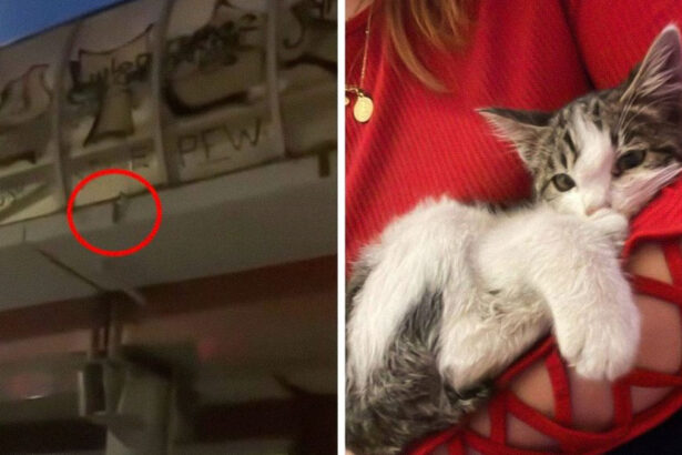 Una gattina è stata salvata in extremis da un volo giù dal cavalcavia della tangenziale di Roma 15