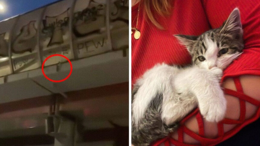Una gattina è stata salvata in extremis da un volo giù dal cavalcavia della tangenziale di Roma 1