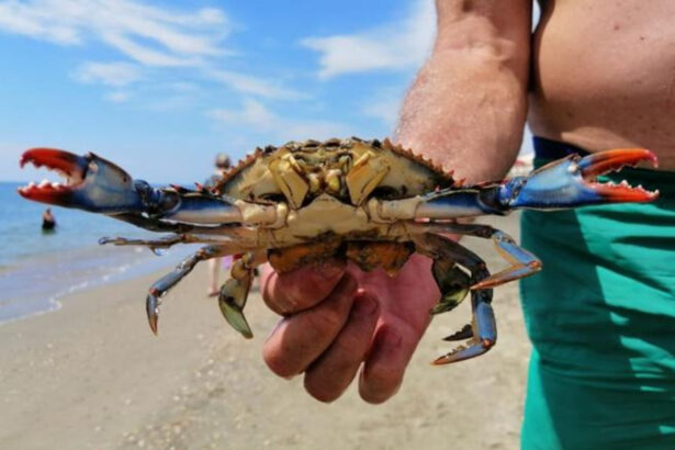 Granchio blu, perché il killer dei mari è così temuto in Italia? 9