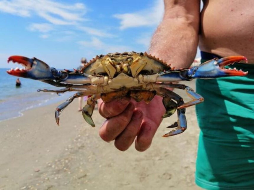 Granchio blu, perché il killer dei mari è così temuto in Italia? 1