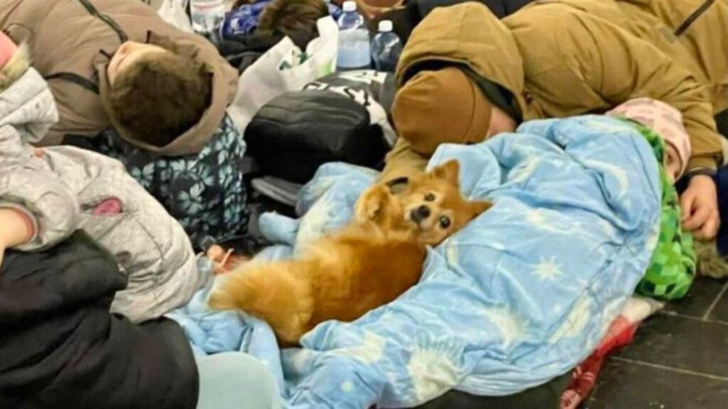 Come aiutare gli animali in Ucraina: portarli in Europa è vietato 3