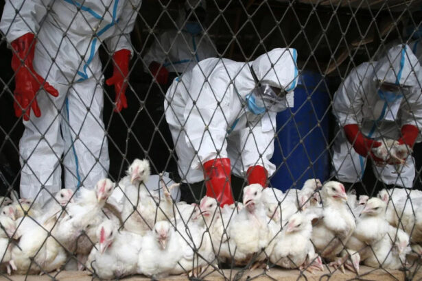 Cresce l'allarme per l'influenza aviaria in Italia: "Numero di focolai senza precedenti" 14