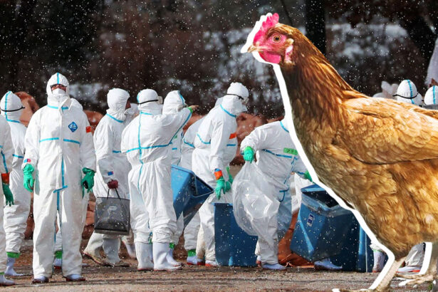 Influenza aviaria, l'Oms lancia l'allarme: "Prepariamoci a una nuova pandemia" 17