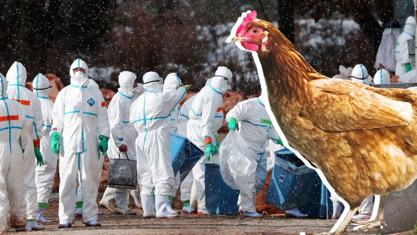 Influenza aviaria, l'Oms lancia l'allarme: "Prepariamoci a una nuova pandemia" 1