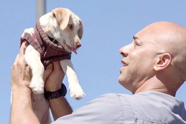 Il veterinario che cura gratis cani e gatti dei senzatetto: "Ho salvato più di 400 animali" 14