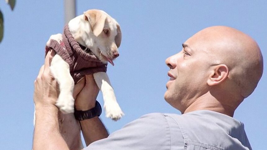 Il veterinario che cura gratis cani e gatti dei senzatetto: "Ho salvato più di 400 animali" 1