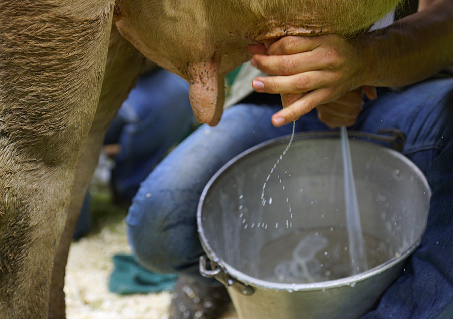 Perché non bere il latte di mucca? Si battono Romina Power e il medico Franco Berrino 3 Epidemiologo dà ragione a Romina Power: "Latte di mucca non è utile all'essere umano"