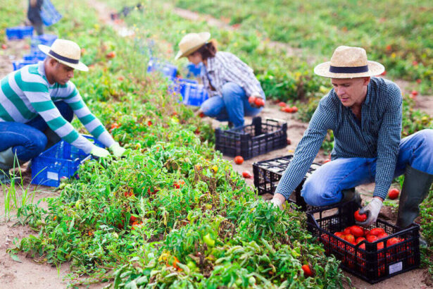 Decreto flussi, dall'1 novembre si potranno compilare le richieste per l'occupazione degli stranieri 10