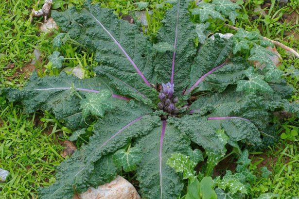 Mandragora scambiata per spinaci, intossicate 10 persone: sintomi e come riconoscerla 15