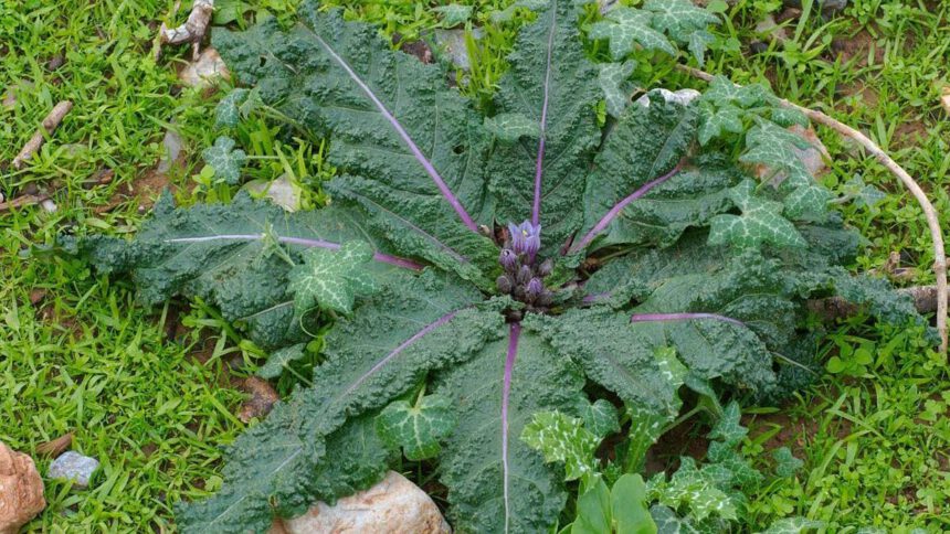 Mandragora scambiata per spinaci, intossicate 10 persone: sintomi e come riconoscerla 1