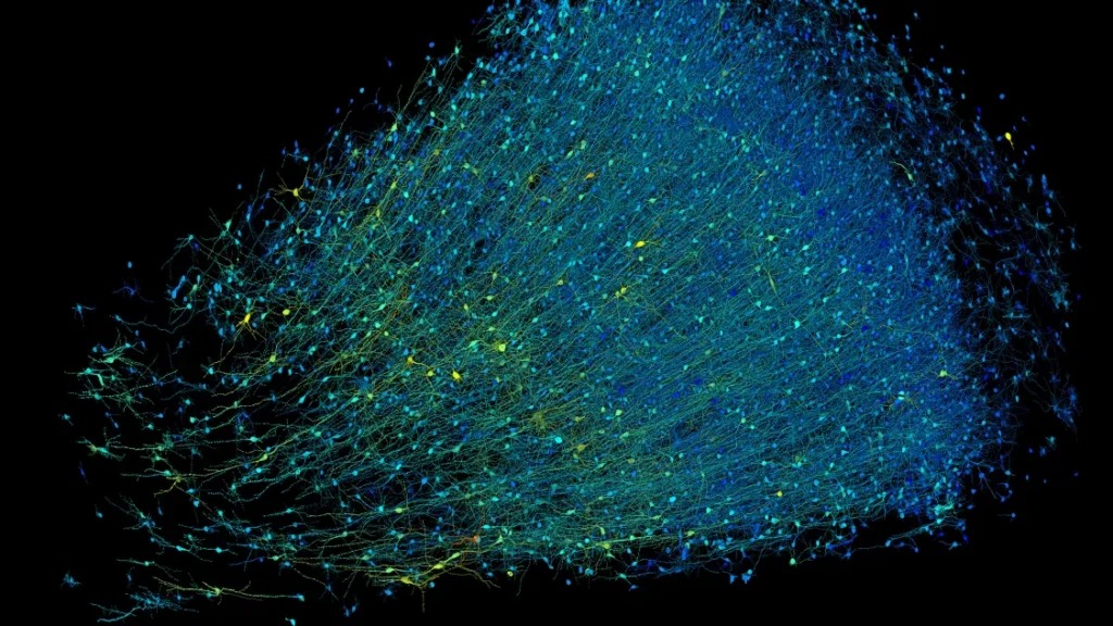 Arriva la mappa 3D che svela come funziona il cervello: "Mai visto niente del genere" 3