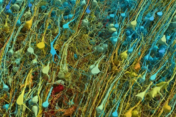 Arriva la mappa 3D che svela come funziona il cervello: "Mai visto niente del genere" 9