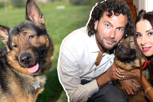 Super Marley, la storia del cane cieco che salva le persone in mare diventa un film 7