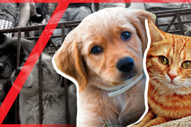 Cani e gatti non verranno più venduti per la loro carne: "L'orrore è stato fermato" 17