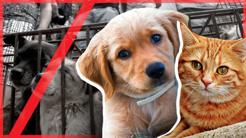 Cani e gatti non verranno più venduti per la loro carne: "L'orrore è stato fermato" 1