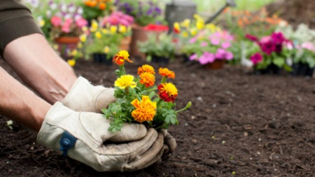 Giardinaggio sempre più amato in Italia, spinto anche dall’e-commerce 25